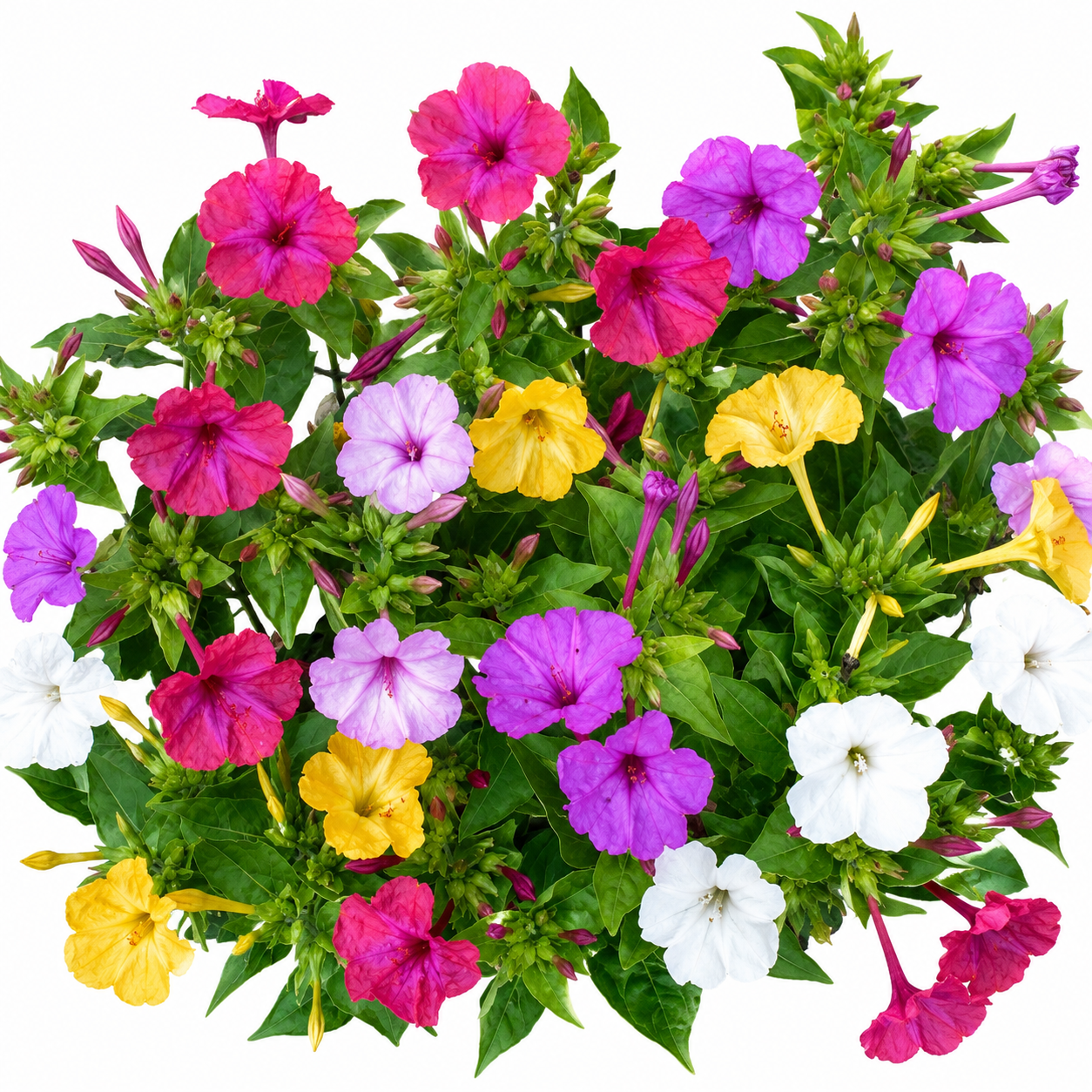 Mirabilis jalalpa 20 Flower Garden Seeds 4 O'clocks Mixed Marvel of Peru