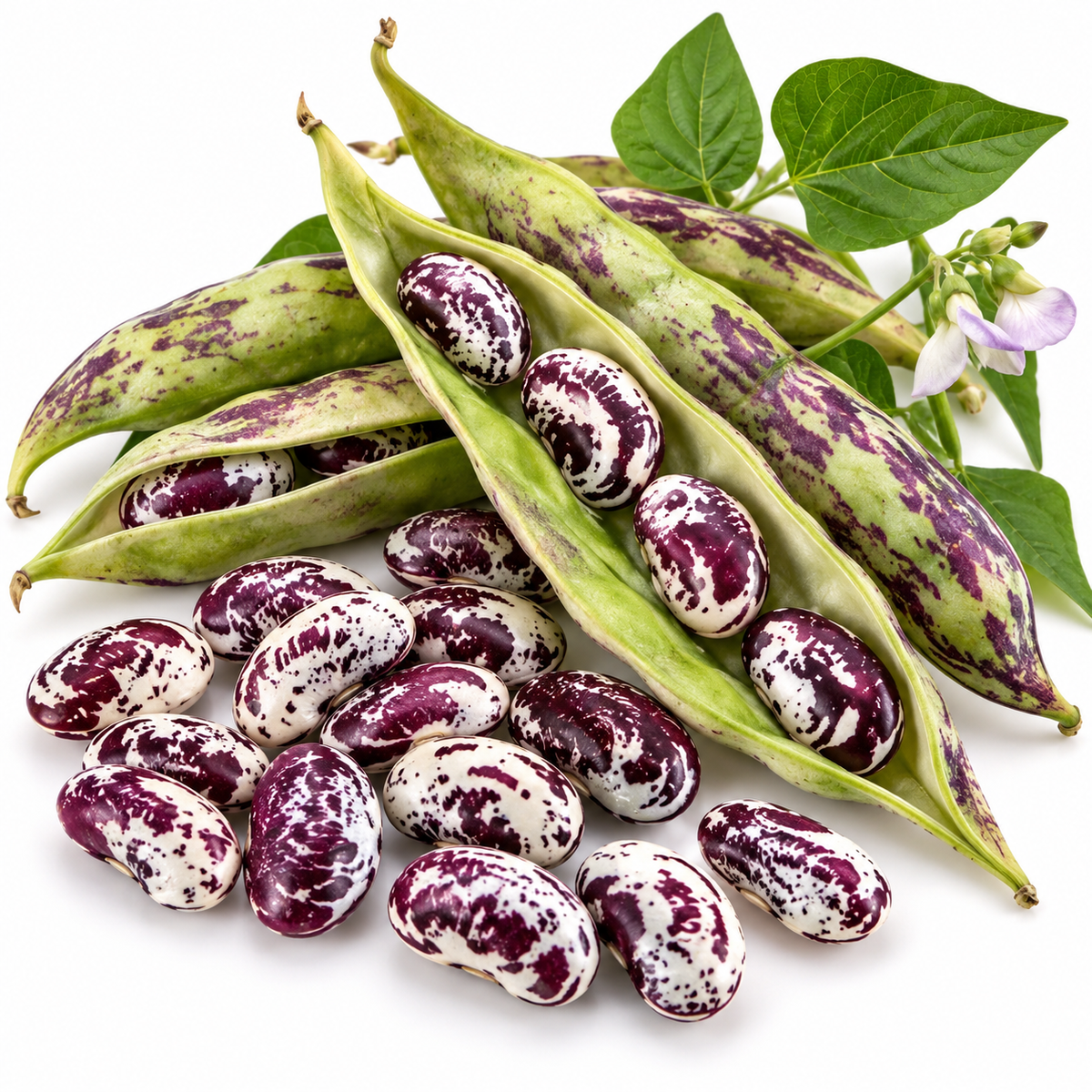 BEAN CLIMBING 5 SEEDS Madagascar Bean seeds Tropical Lima Bean