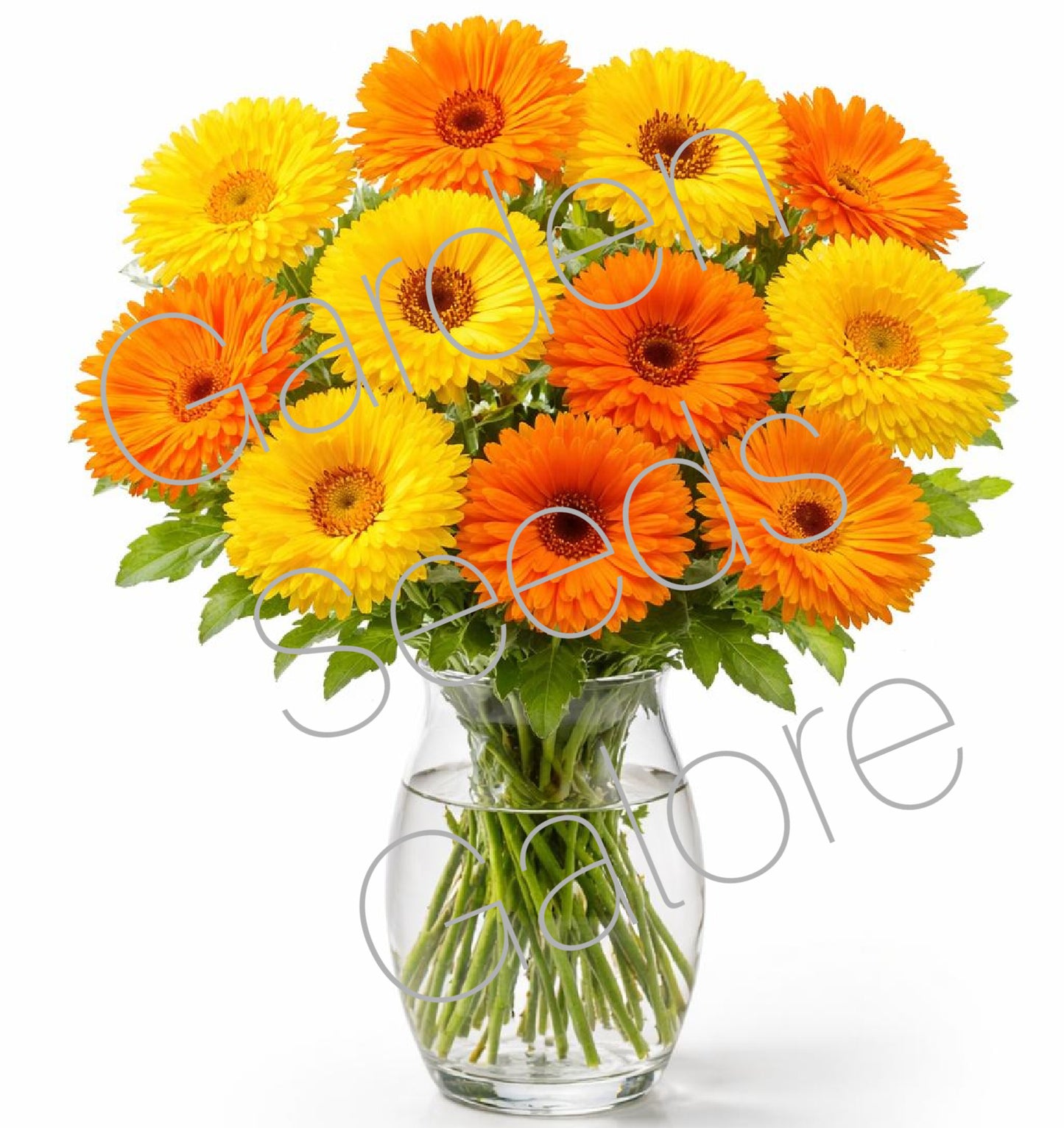 CALENDULA Pacific Beauty Mix 100 Seeds