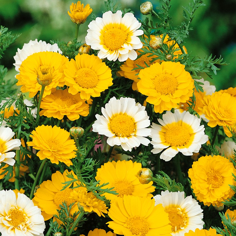 Chrysanthemum Coronarium 100 Seeds Mix