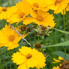 COREOPSIS MAYFIELD GIANTS 200 Seeds