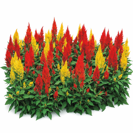 CELOSIA TALL PLUME MIX 500 seeds