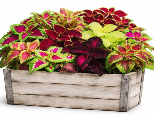 COLEUS RAINBOW BLEND 100+seeds