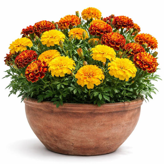 MARIGOLD DWARF Petite Mixed 50 Seeds