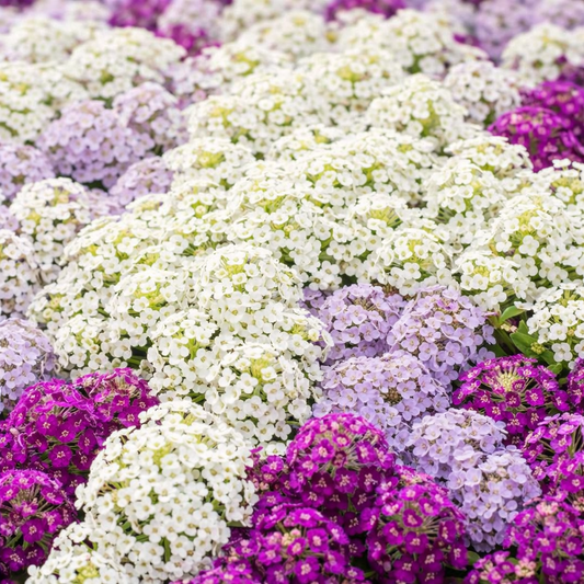 ALYSSUM MAGIC CIRCLES MIX 600+ Seeds