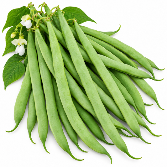 Bean BUSH Pioneer 20 seeds Heirloom & OP non-GMO, Untreated Stringless Bush