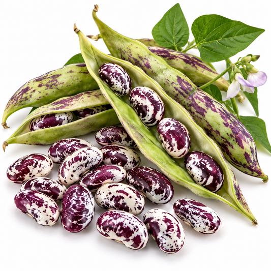 BEAN CLIMBING 5 SEEDS  Madagascar Bean seeds Tropical Lima Bean