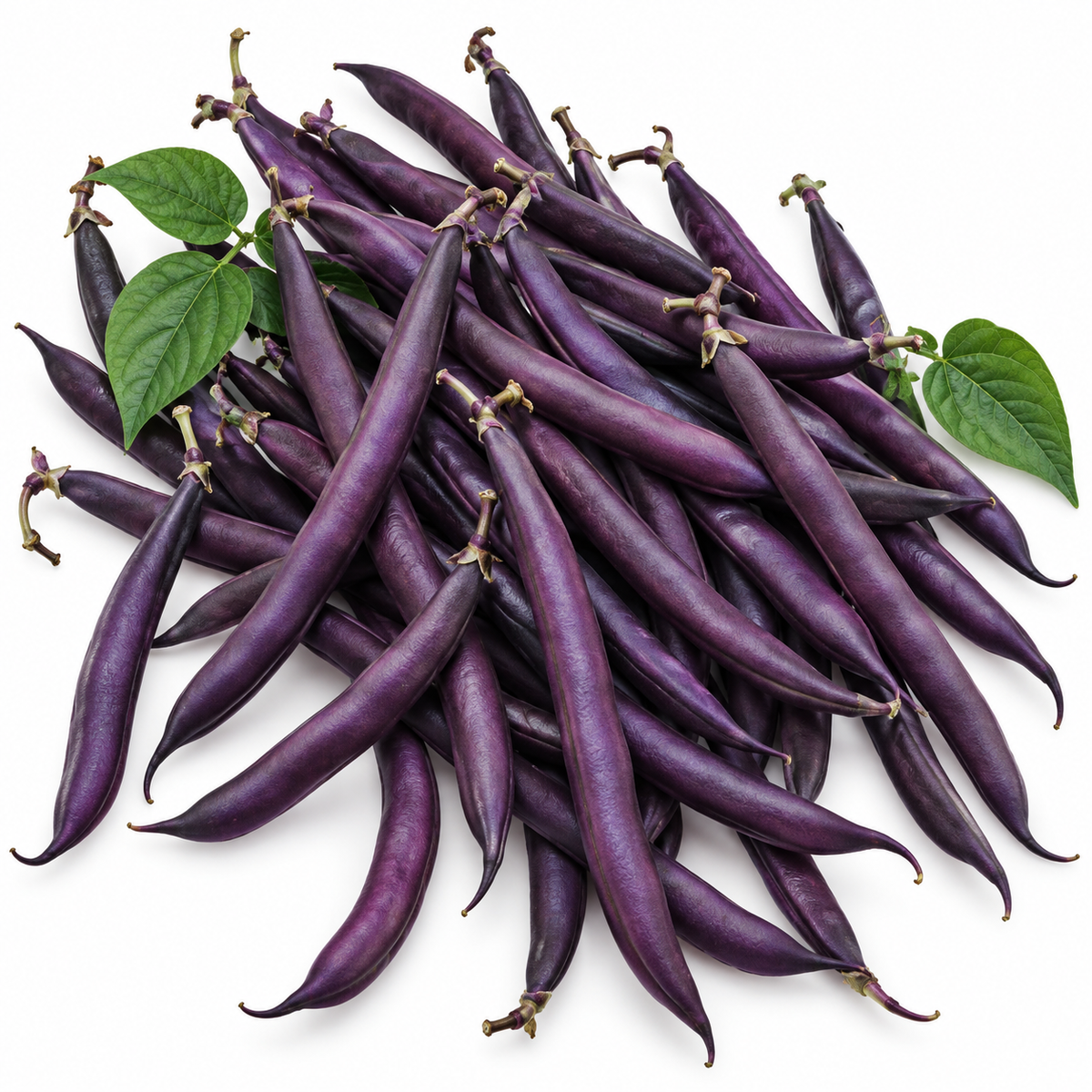 BEAN BUSH Royal Burgundy 30 vegetable seeds Heirloom open pollinated  non-GMO