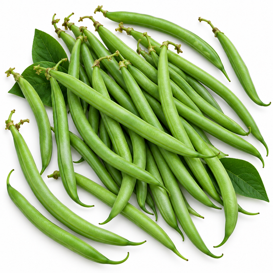 BEAN BUSH 20 seeds BEAN STRIKE HEIRLOOM   Easy AND QUICK STRINGLESS