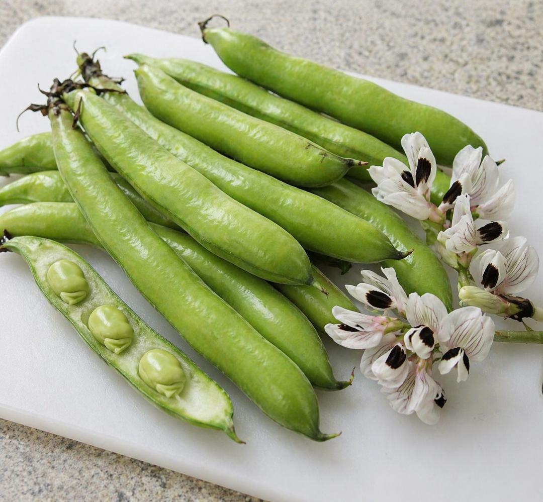 BROAD BEAN Aquadulce Faba Bean 20 Seeds Vegetable Heirloom Non GMO OP