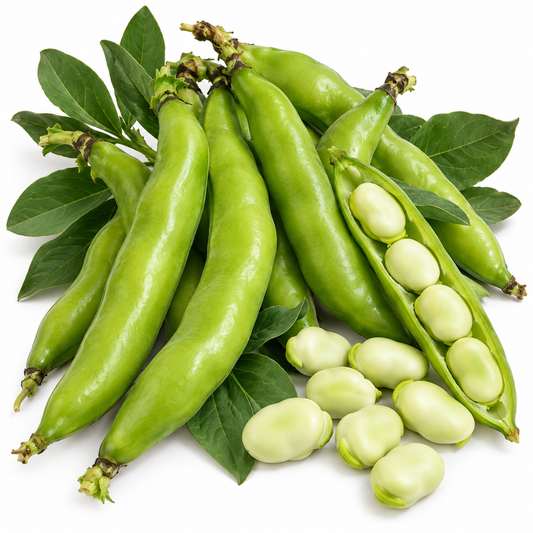 Broad Bean COLES DWARF 20 Seeds HEIRLOOM vegetable garden HEAVY CROP bush plant