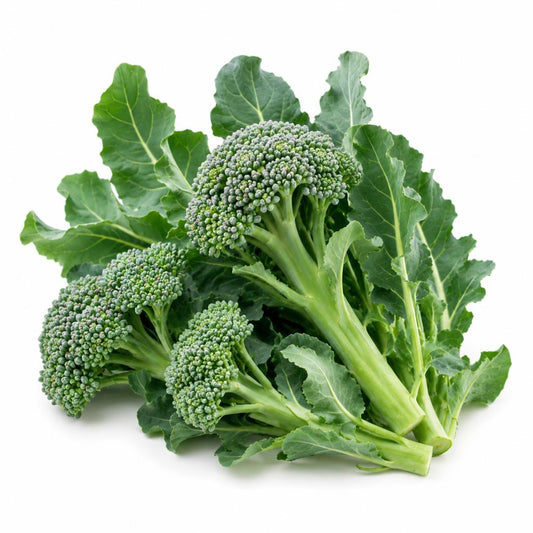 BROCCOLI Di Cicco Early 100 Seeds