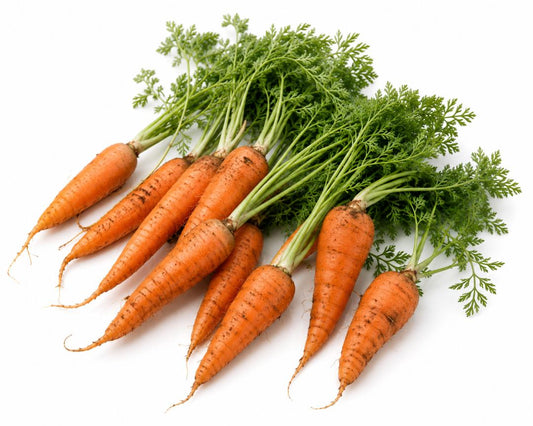 CARROT Baby Amsterdam 250 seeds