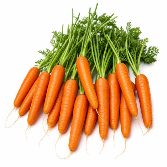 CARROT Nantes 300 seeds