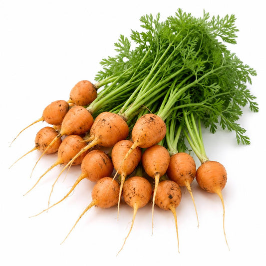 Carrot- Paris Market 300 seeds