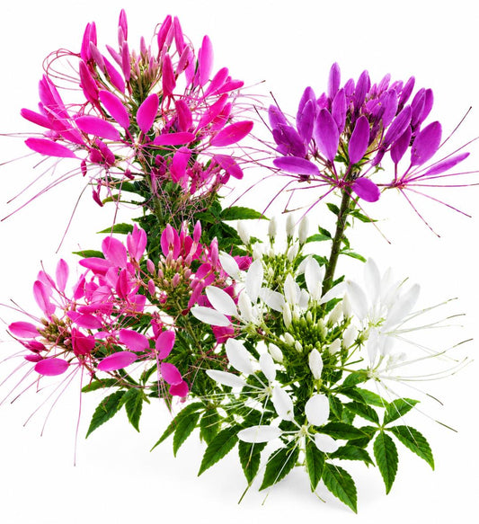 CLEOME FOUNTAINS MIXED 200+ Seeds