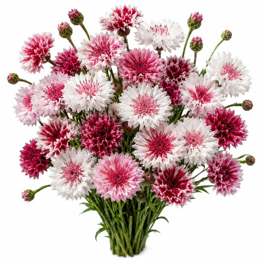 CORNFLOWER CLASSIC ROMANTIC 100 seeds