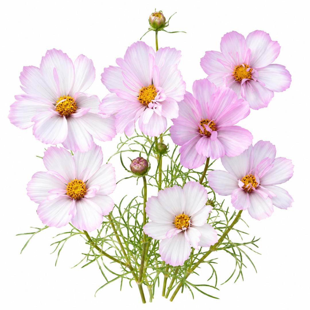Cosmos Collarette 30+ premium flowers seeds great cut flower