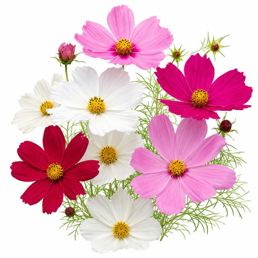 COSMOS DWARF SENSATION MIXED 40 SEEDS