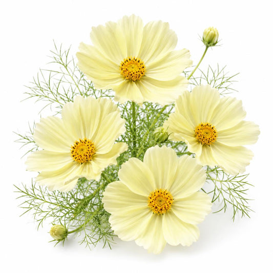 Cosmos Xanthos 30 seeds