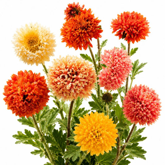 Gaillardia Lorenziana Tall Double Mixed 200+Seeds