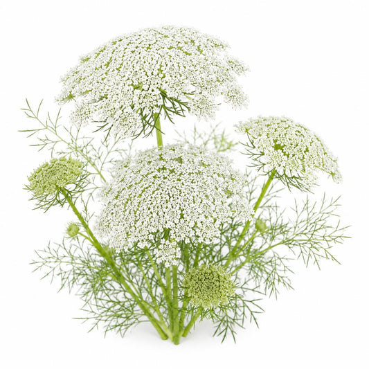 Queen Anne's Lace 200 Seeds