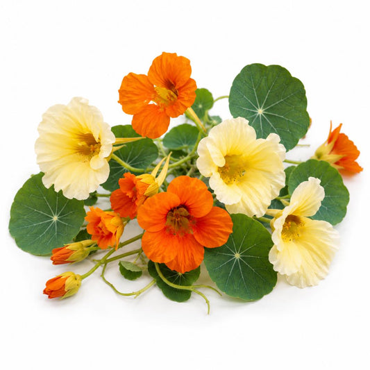 Nasturtium Mango Sorbet Blend 15 Seeds