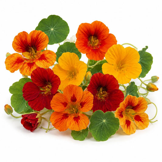 Nasturtium Tom Thumb Single Mix 20 FLOWER seeds cottage edible flower