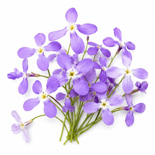 NIGHT SCENTED STOCK 150 seeds
