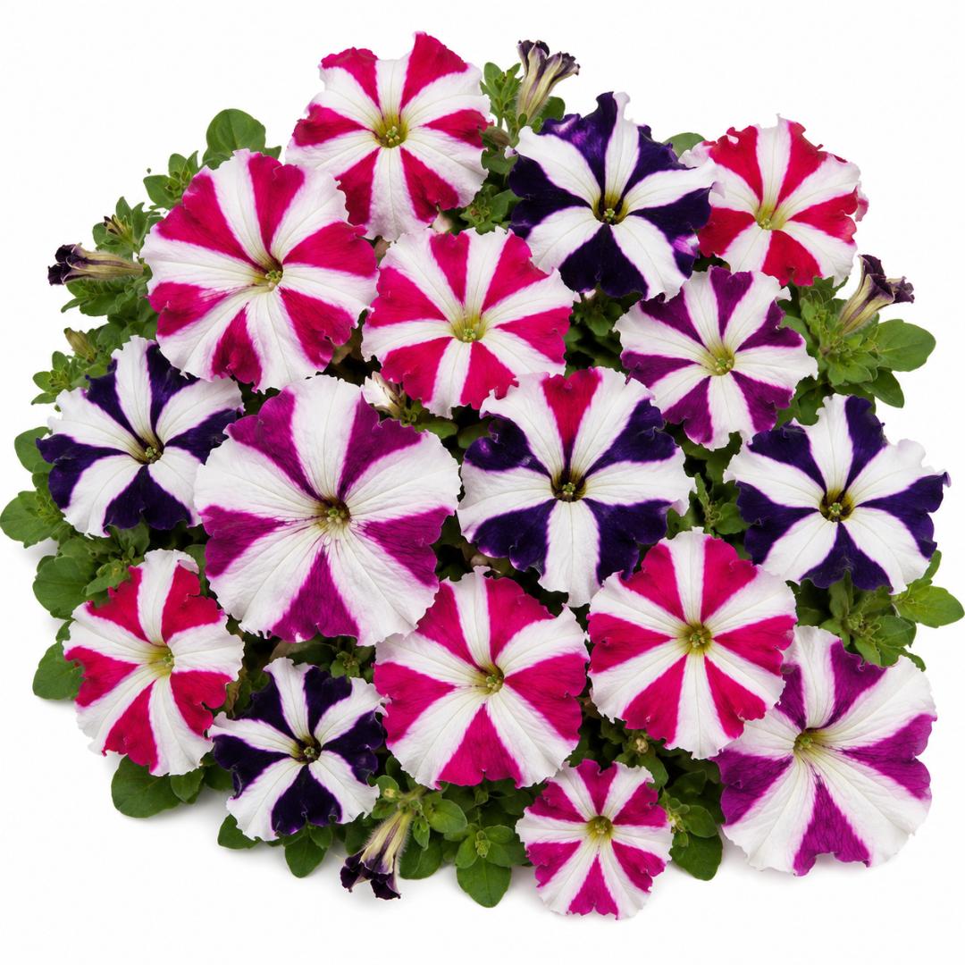 PETUNIA STAR MIX 30 FLOWER SEEDS Striking flowers make a wonderful summer disply