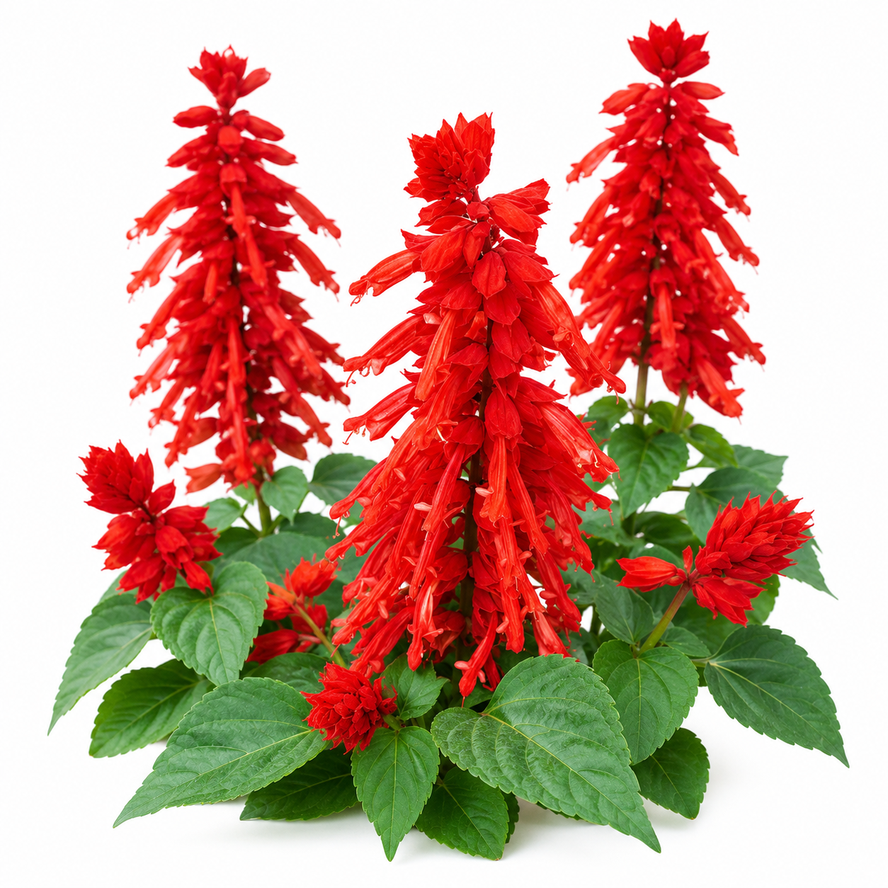 Salvia Red Bonfire 20+ Seeds