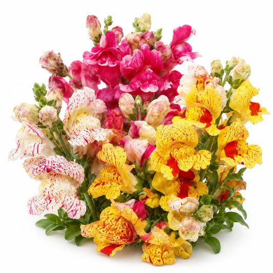 SNAPDRAGON BRIGHTON ROCK 200 SEEDS
