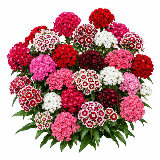 SWEET WILLIAM TALL SINGLE MIXED 150 seeds