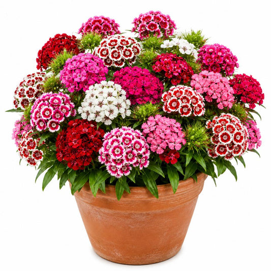 Sweet William Wee Willie Dwarf Mix 150 seeds