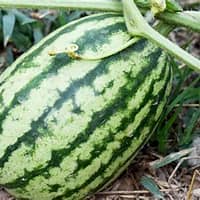 Watermelon Bush Jubilee 20 Seeds 