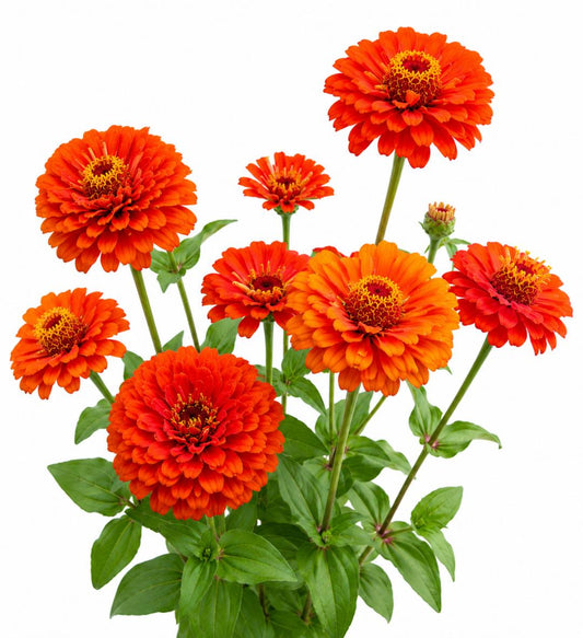 ZINNIA ORIOLE 50 Seeds